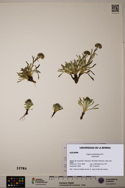 Erigeron leptopetalus [Espécimen: ]