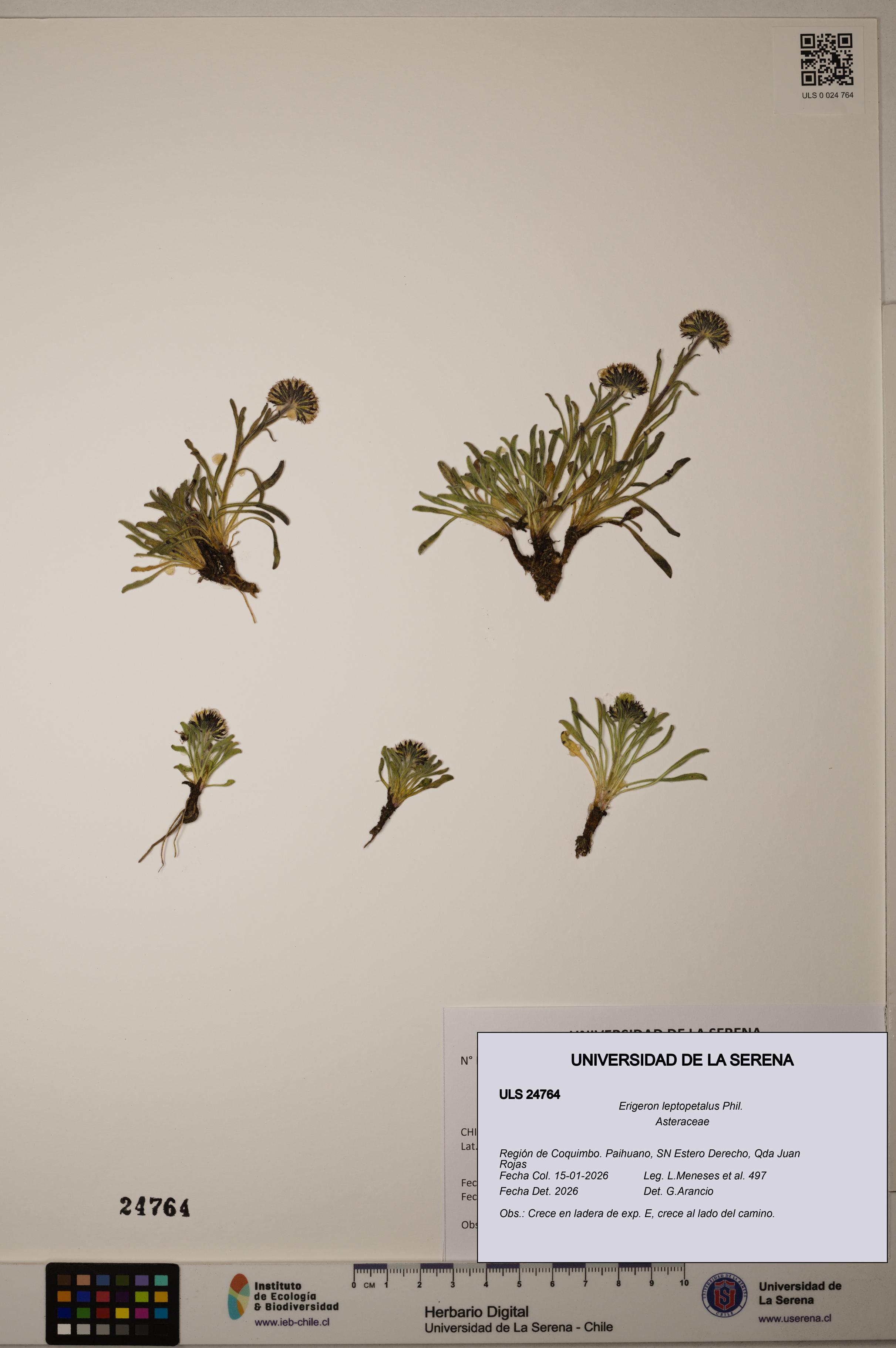 Erigeron leptopetalus [Espécimen: ]