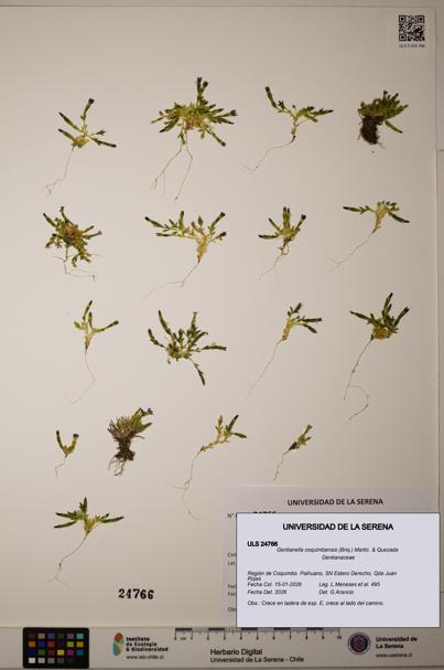 Gentianella coquimbensis [Espécimen: ]