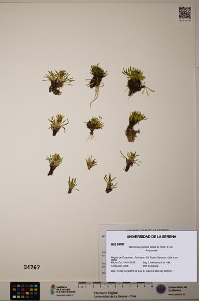 Werneria pygmaea [Espécimen: ]