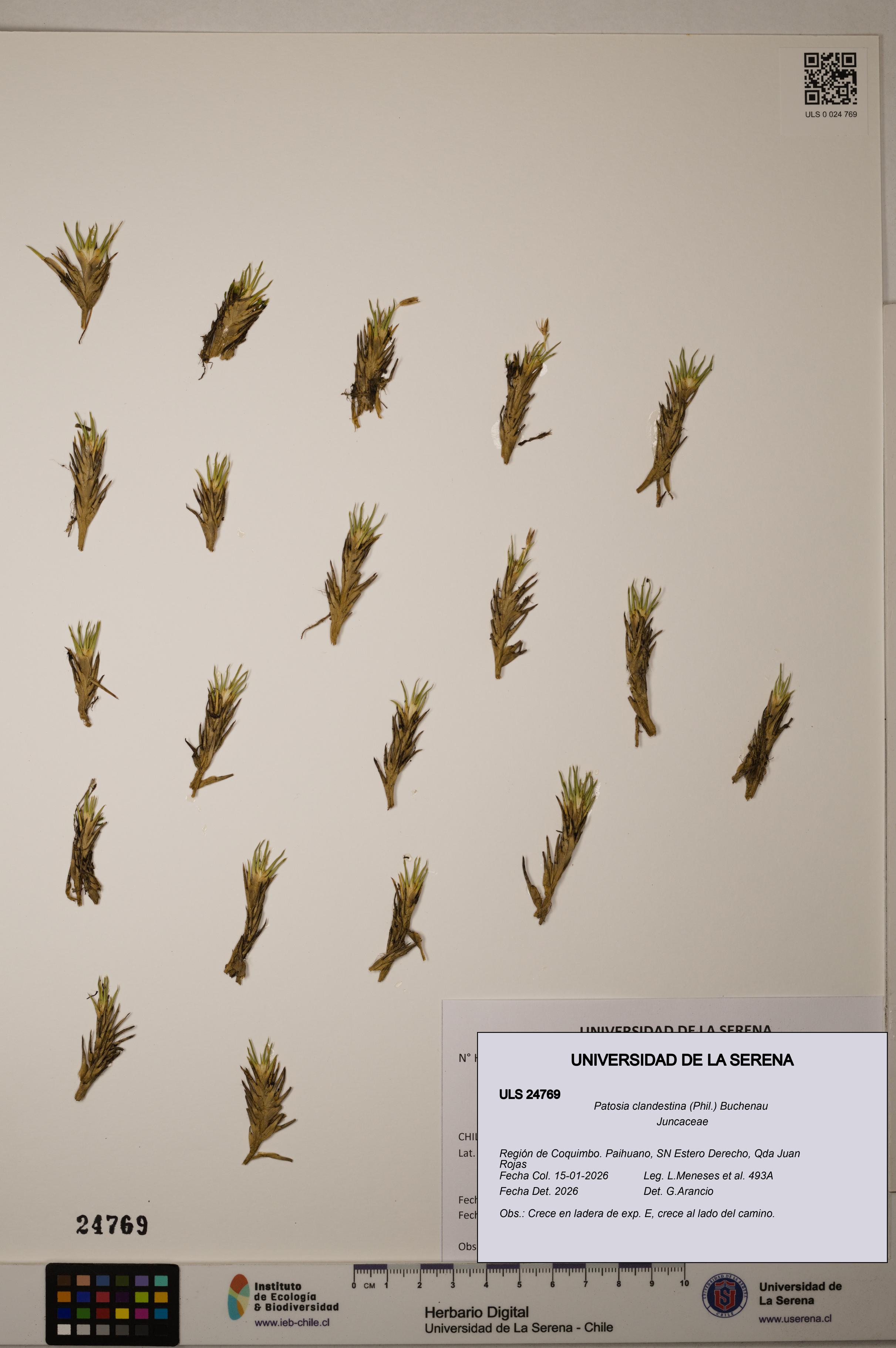 Patosia clandestina [Espécimen: ULS:ULS:0024769]
