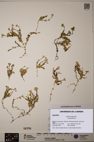 Arenaria rivularis [Espécimen: ]