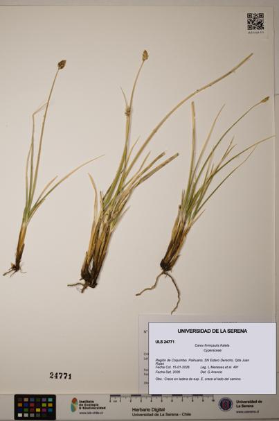 Carex firmicaulis [Espécimen: ]