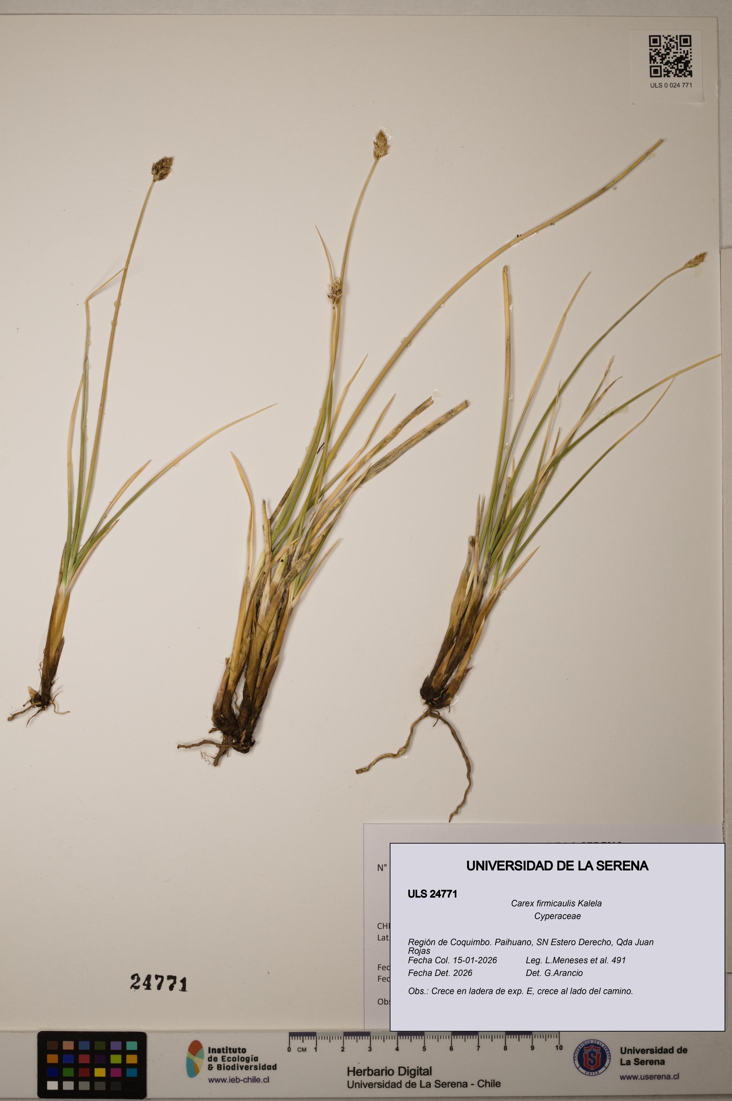 Carex firmicaulis [Espécimen: ]