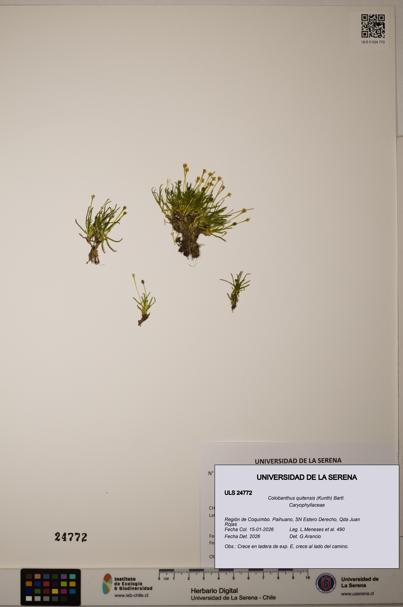 Colobanthus quitensis [Espécimen: ]