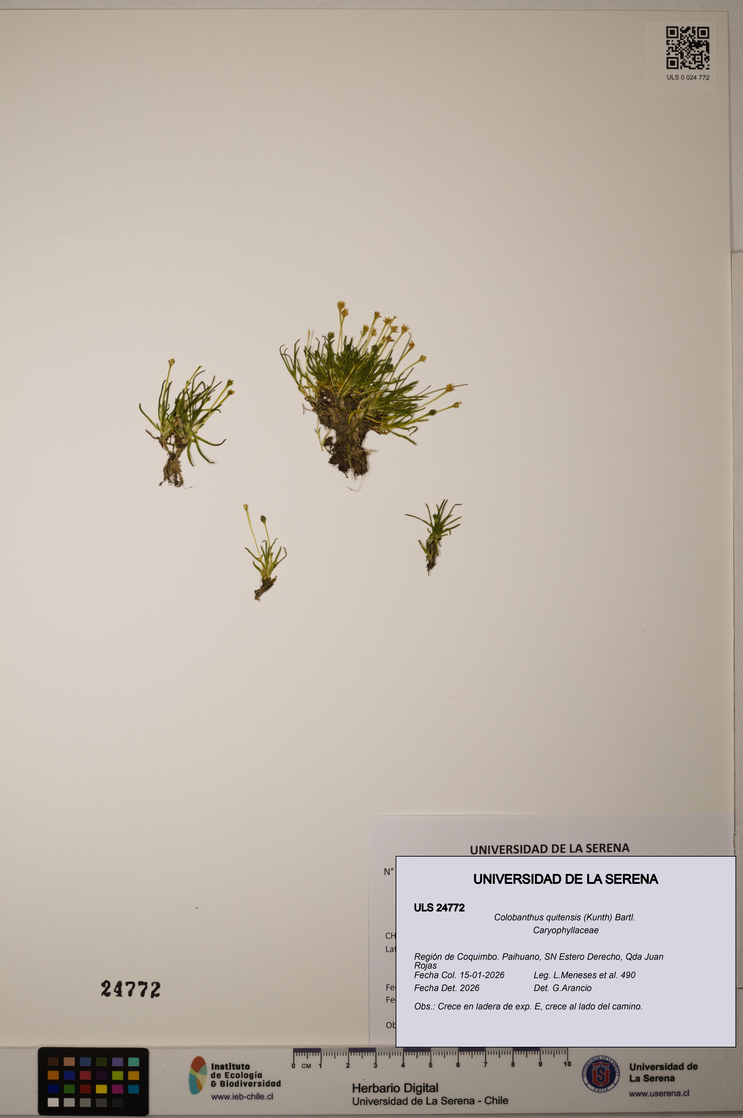 Colobanthus quitensis [Espécimen: ]