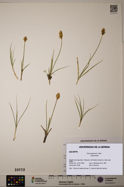 Carex gayana [Espécimen: ]