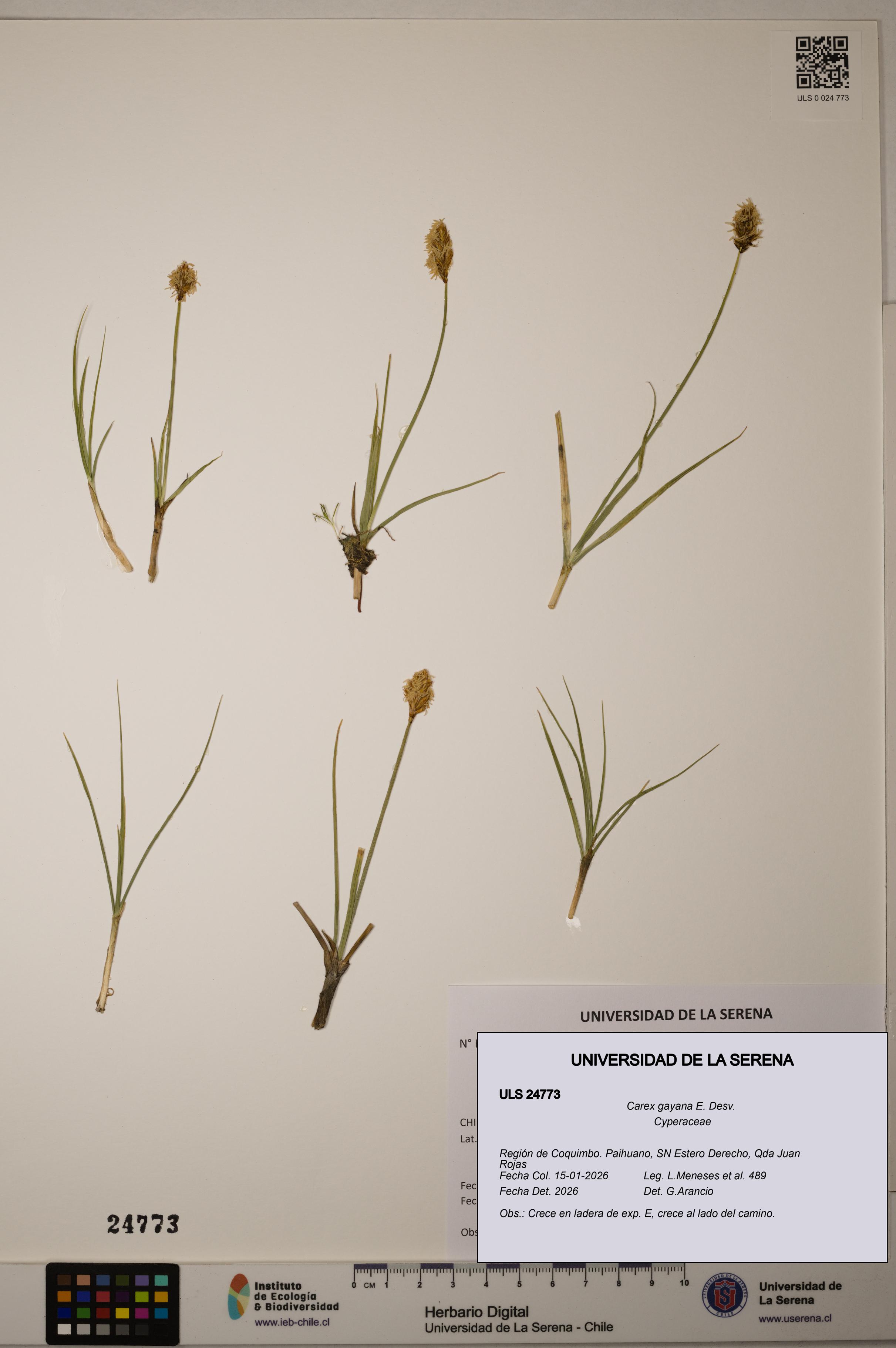 Carex gayana [Espécimen: ]