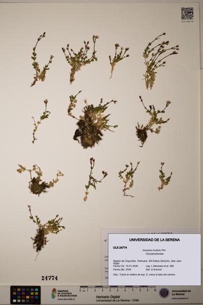 Arenaria rivularis [Espécimen: ]