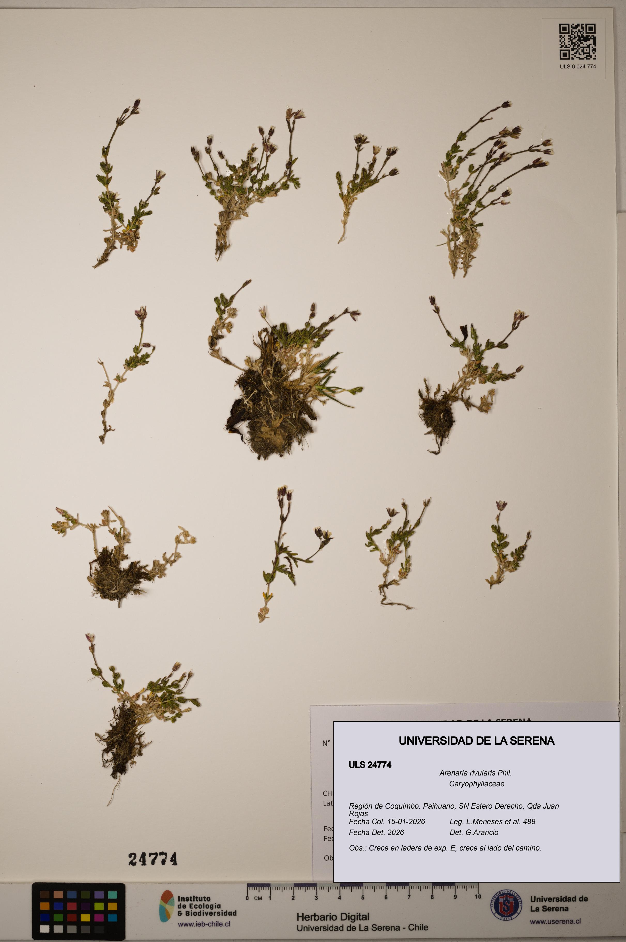 Arenaria rivularis [Espécimen: ]