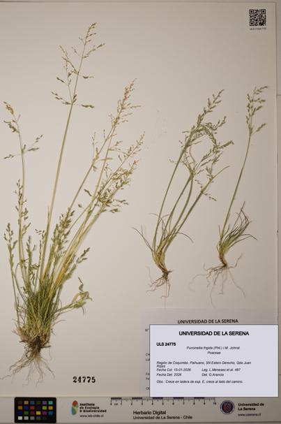 Puccinellia frigida [Espécimen: ]