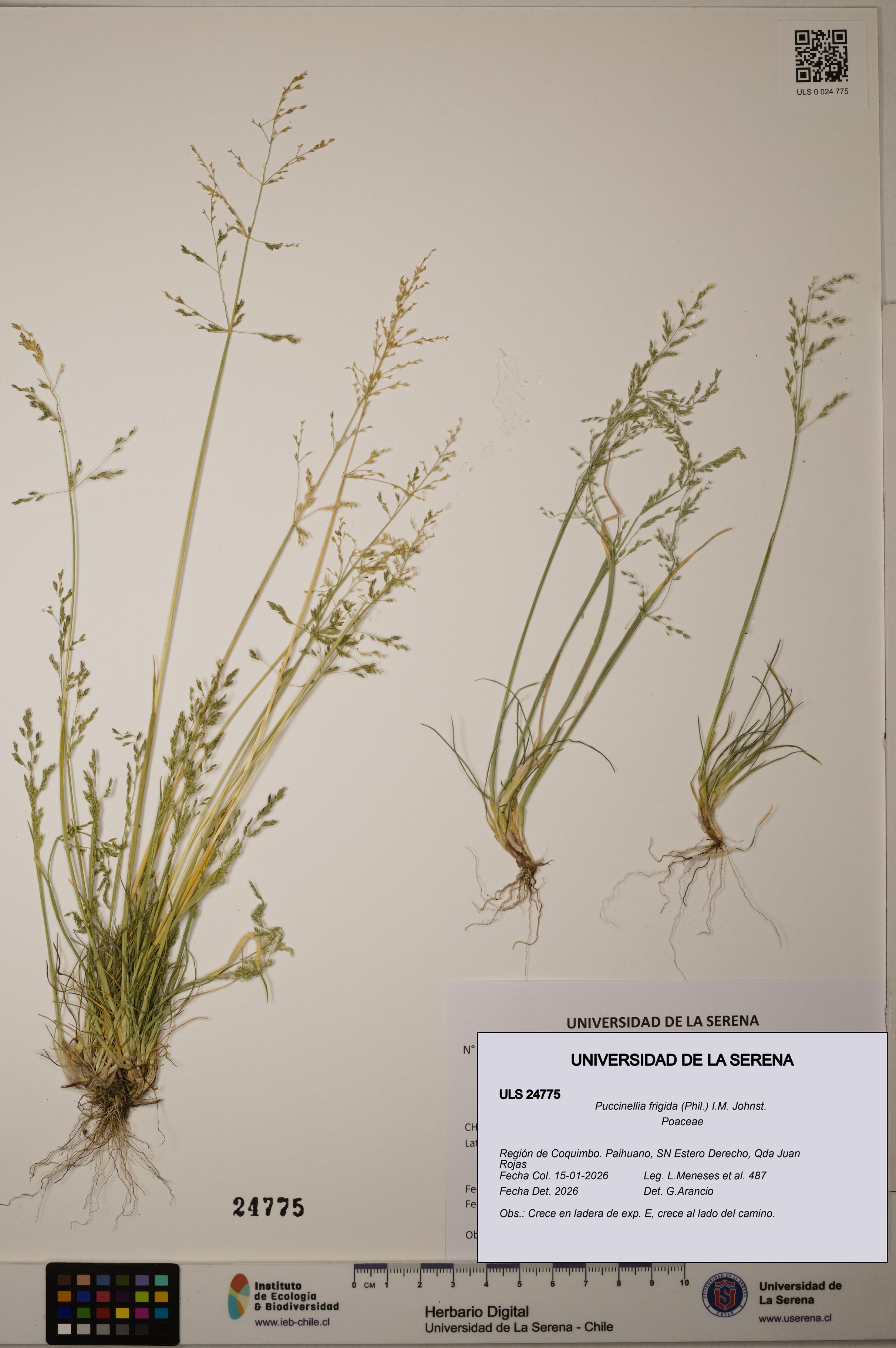 Puccinellia frigida [Espécimen: ]