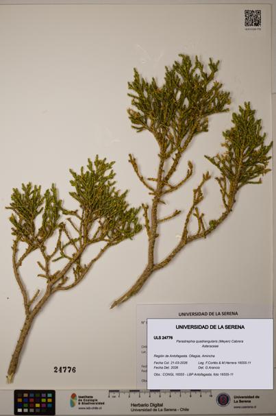 Parastrephia quadrangularis [Espécimen: ]