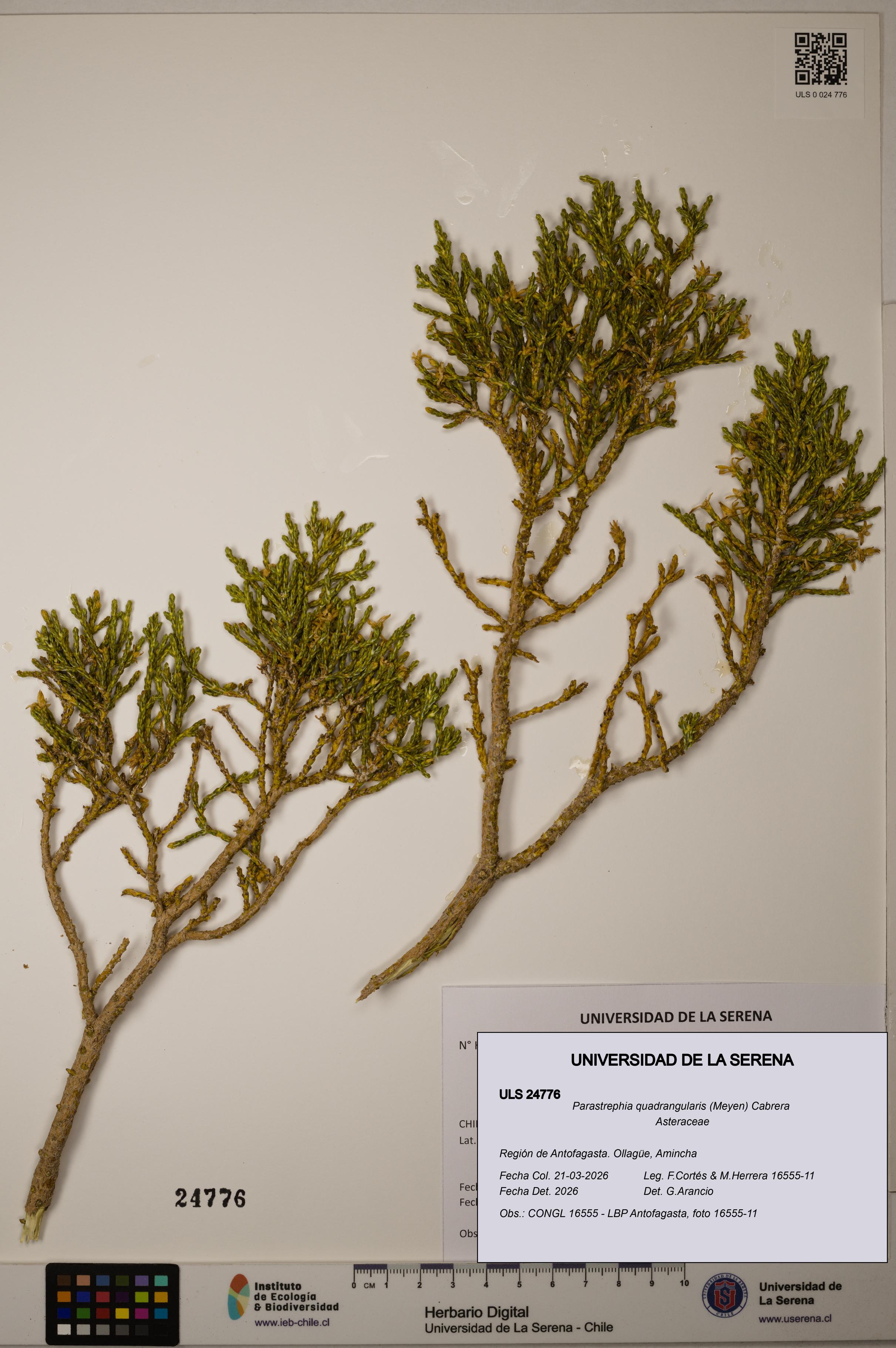 Parastrephia quadrangularis [Espécimen: ]