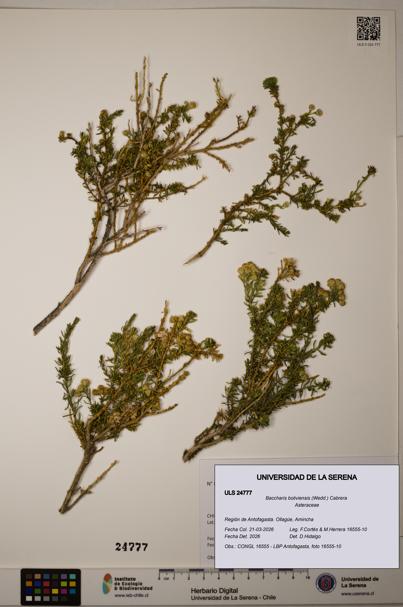 Baccharis boliviensis [Espécimen: ]