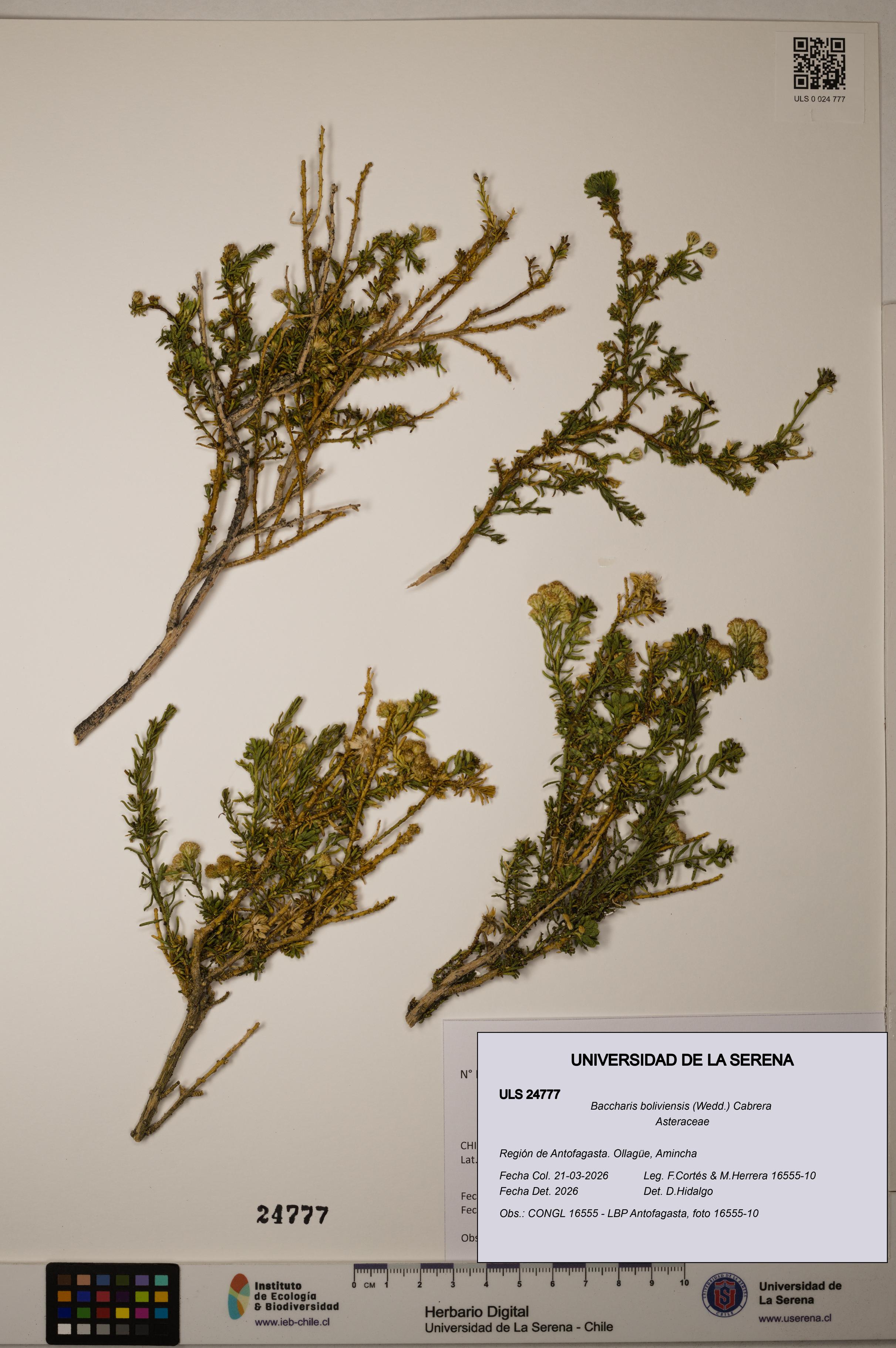 Baccharis boliviensis [Espécimen: ]