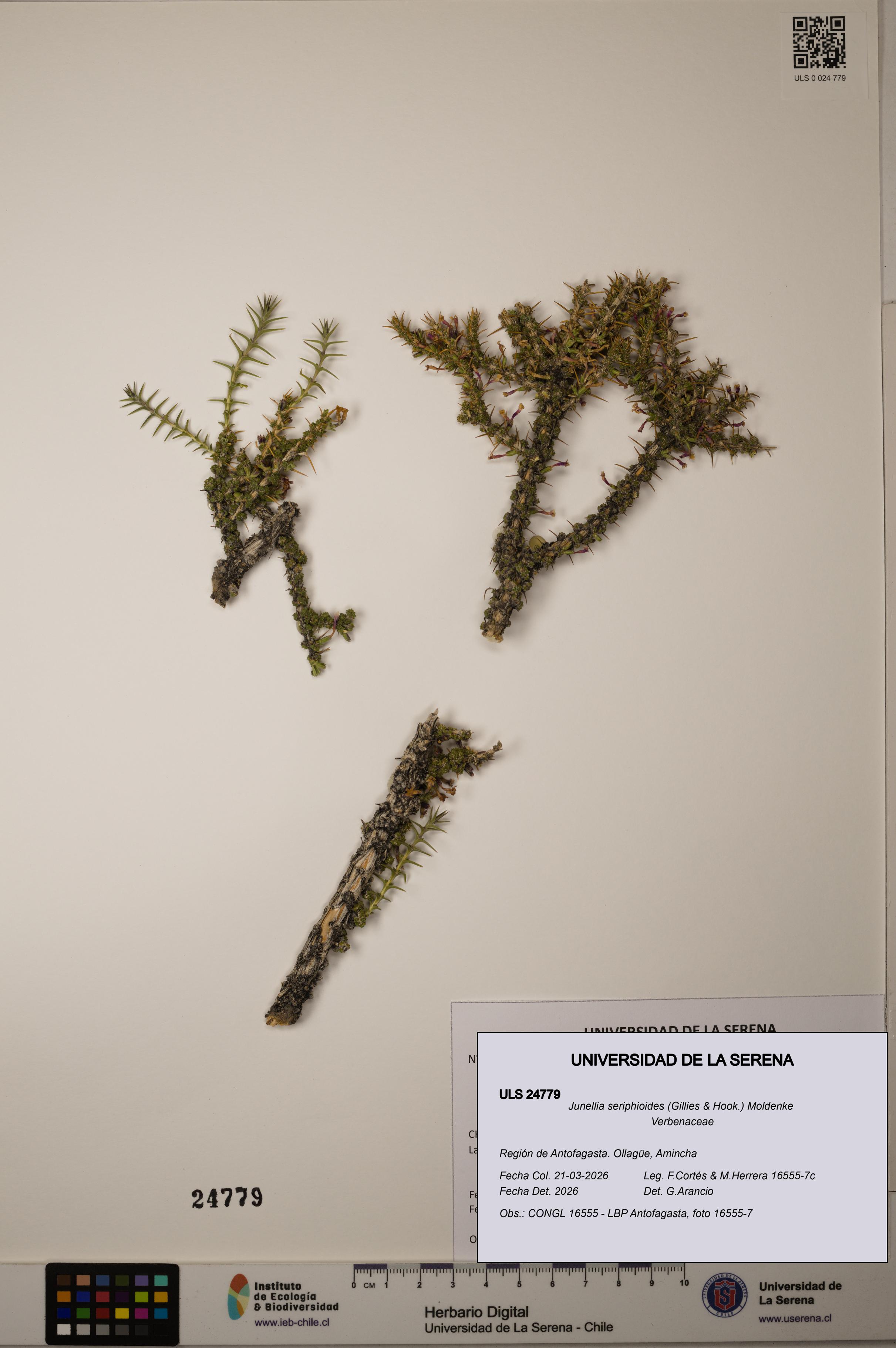 Junellia seriphioides [Espécimen: ]