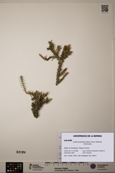 Junellia seriphioides [Espécimen: ]