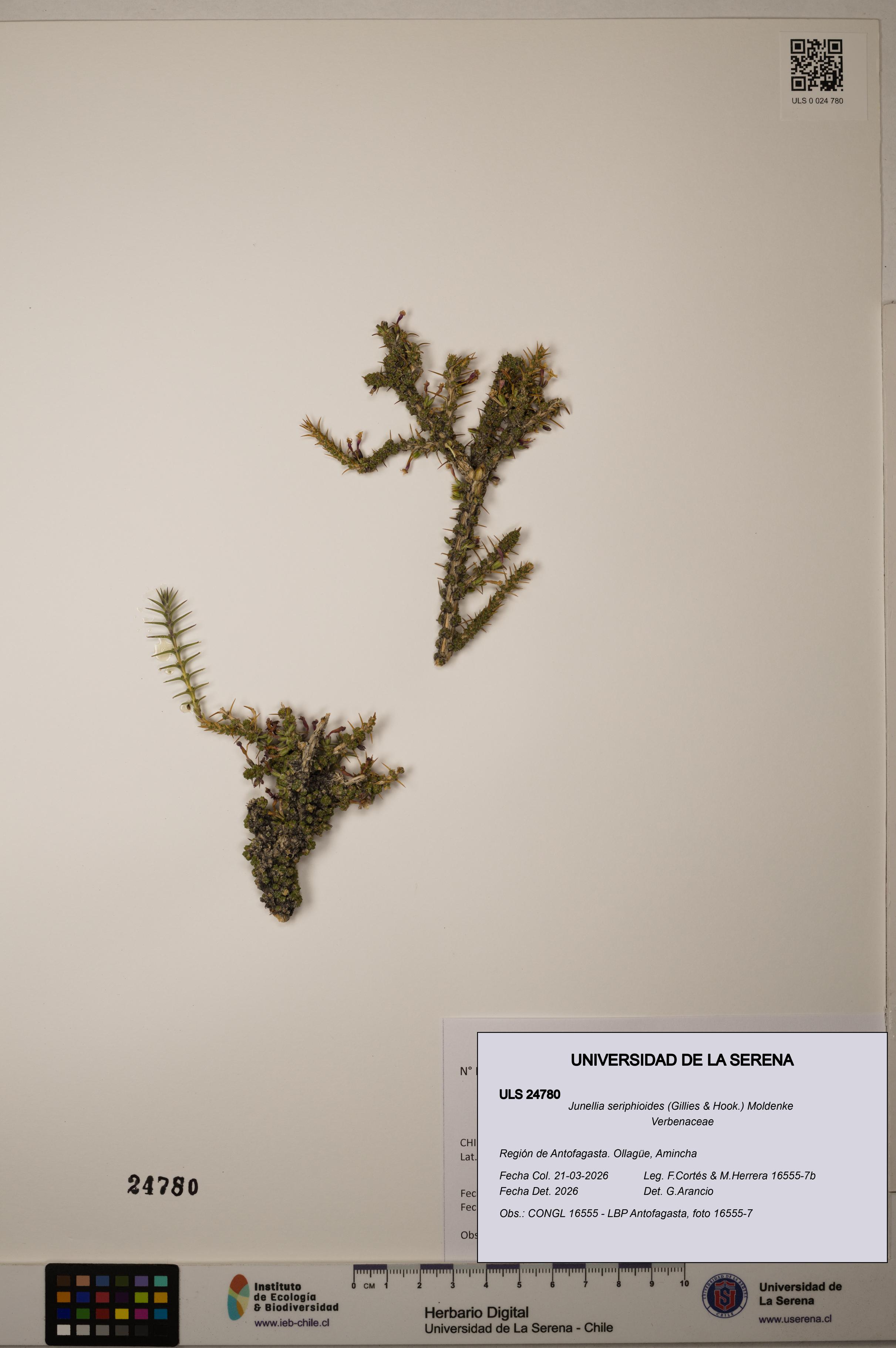 Junellia seriphioides [Espécimen: ]