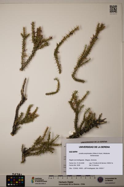 Junellia seriphioides [Espécimen: ]