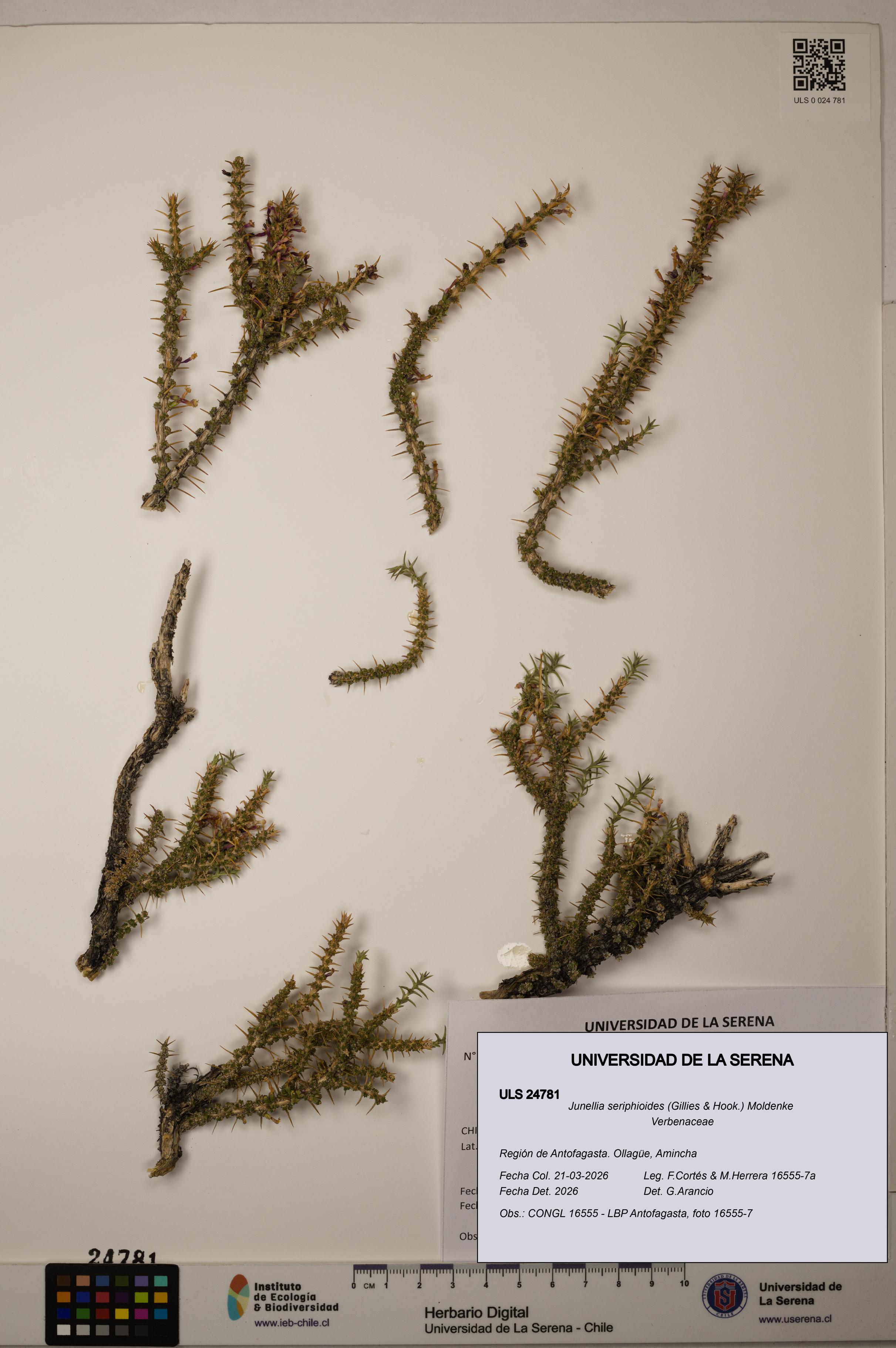 Junellia seriphioides [Espécimen: ]
