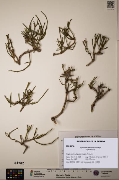 Ephedra multiflora [Espécimen: ]