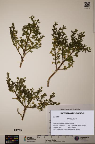 Baccharis tola [Espécimen: ]