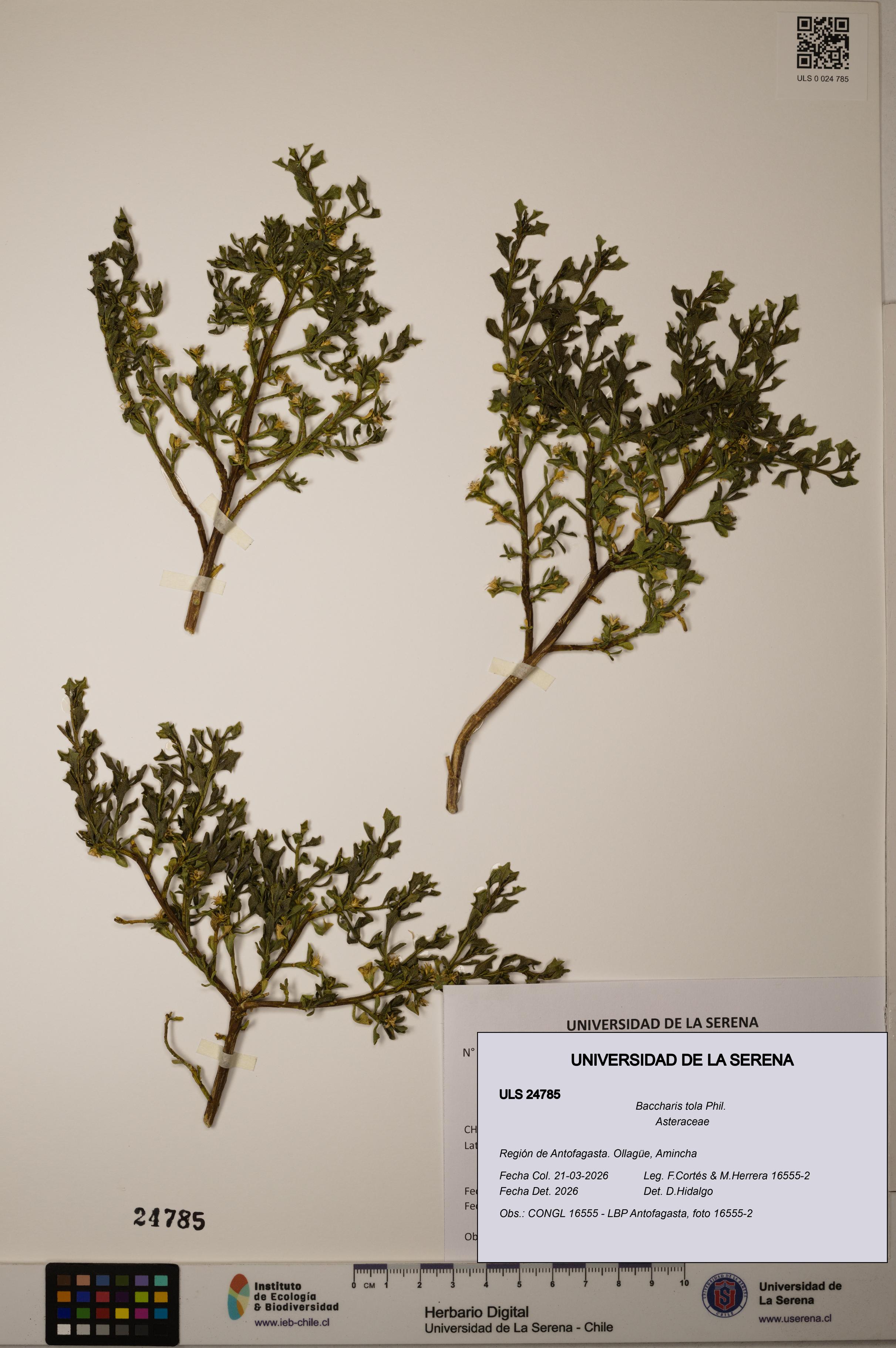 Baccharis tola [Espécimen: ]