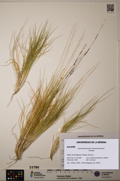 Lorenzochloa bomanii [Espécimen: ]