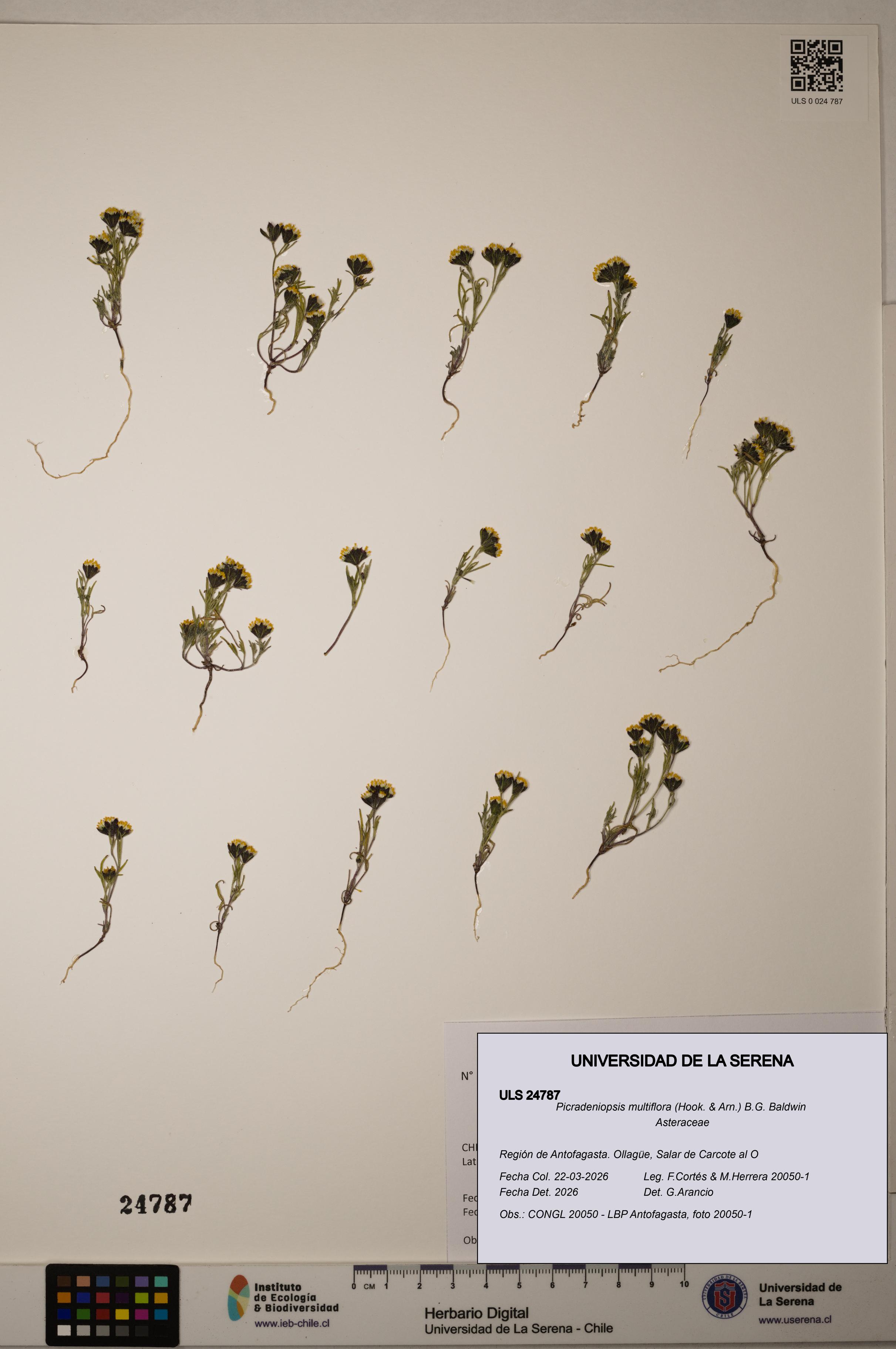 Picradeniopsis multiflora [Espécimen: ]