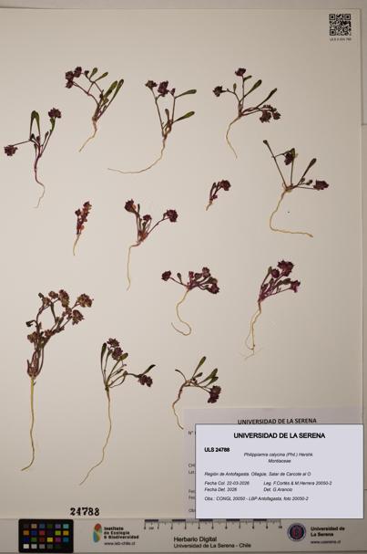 Philippiamra calycina [Espécimen: ]