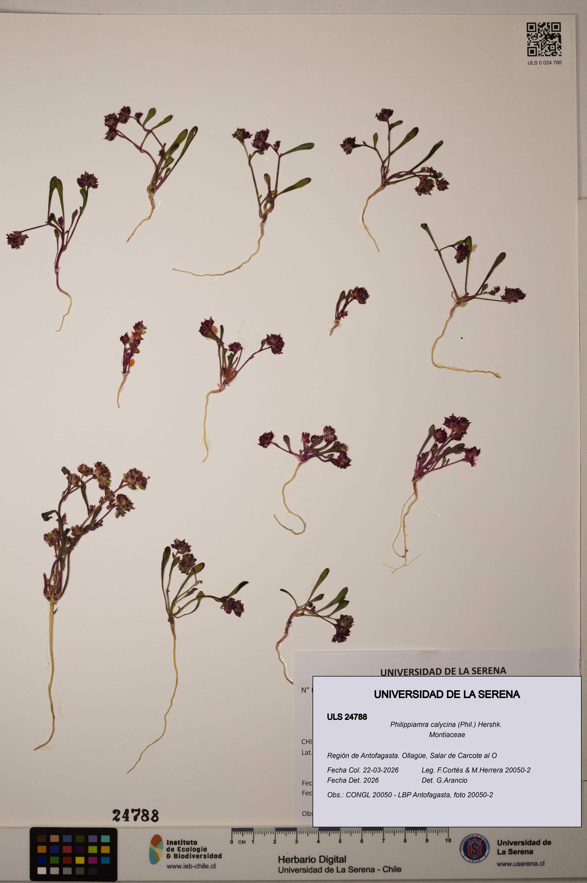 Philippiamra calycina [Espécimen: ]