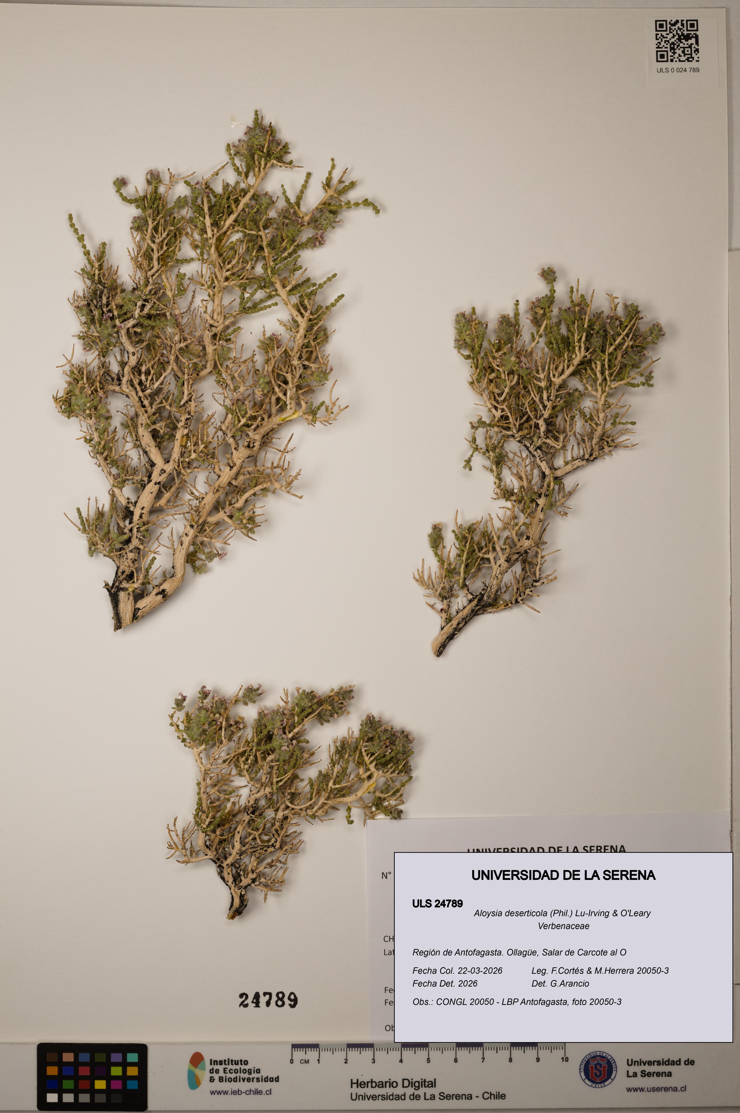 Aloysia deserticola [Espécimen: ]