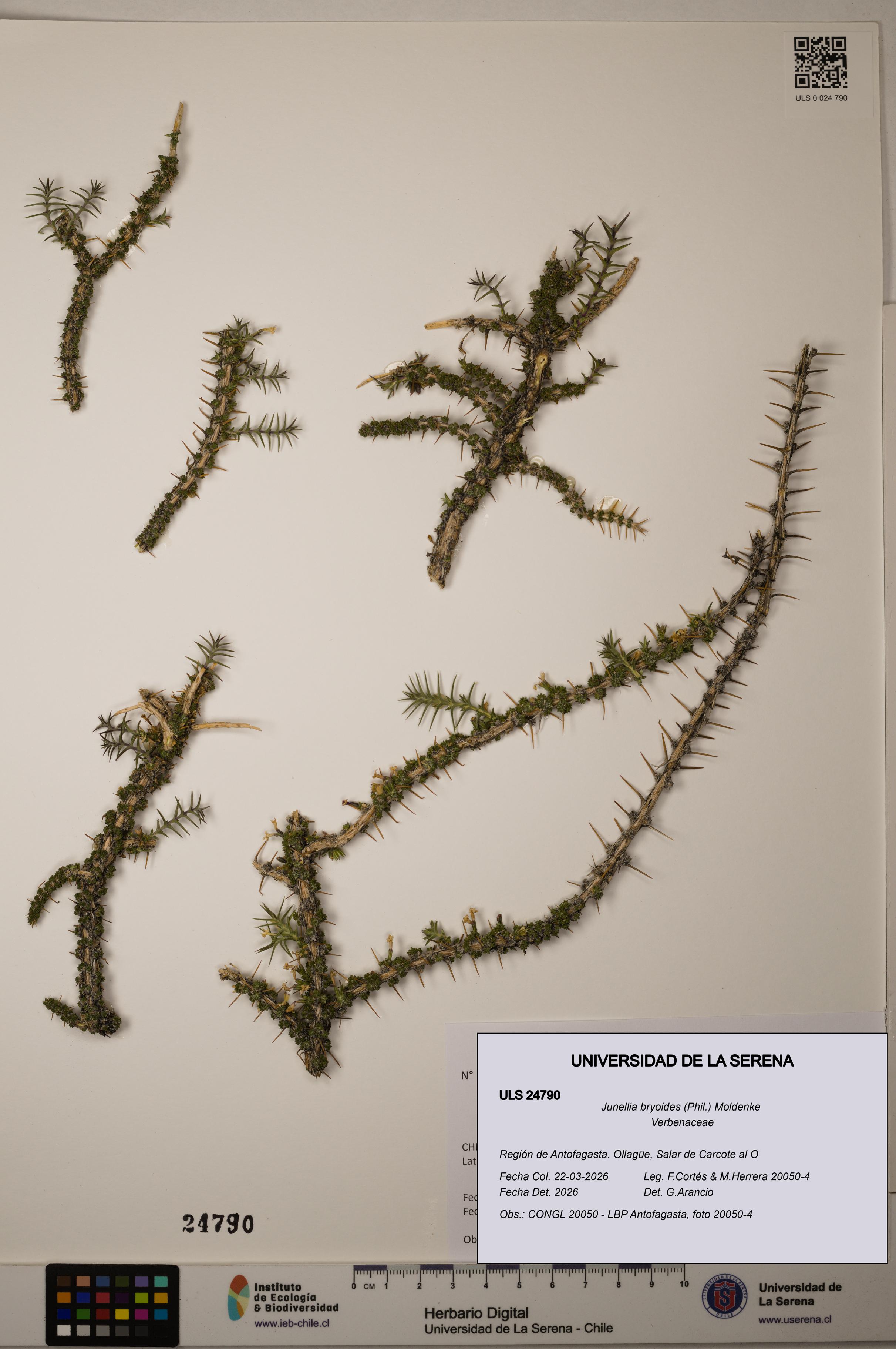 Junellia bryoides [Espécimen: ]