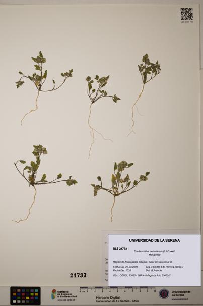 Fuertesimalva peruvianum [Espécimen: ]