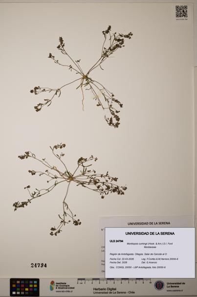 Montiopsis cumingii [Espécimen: ]