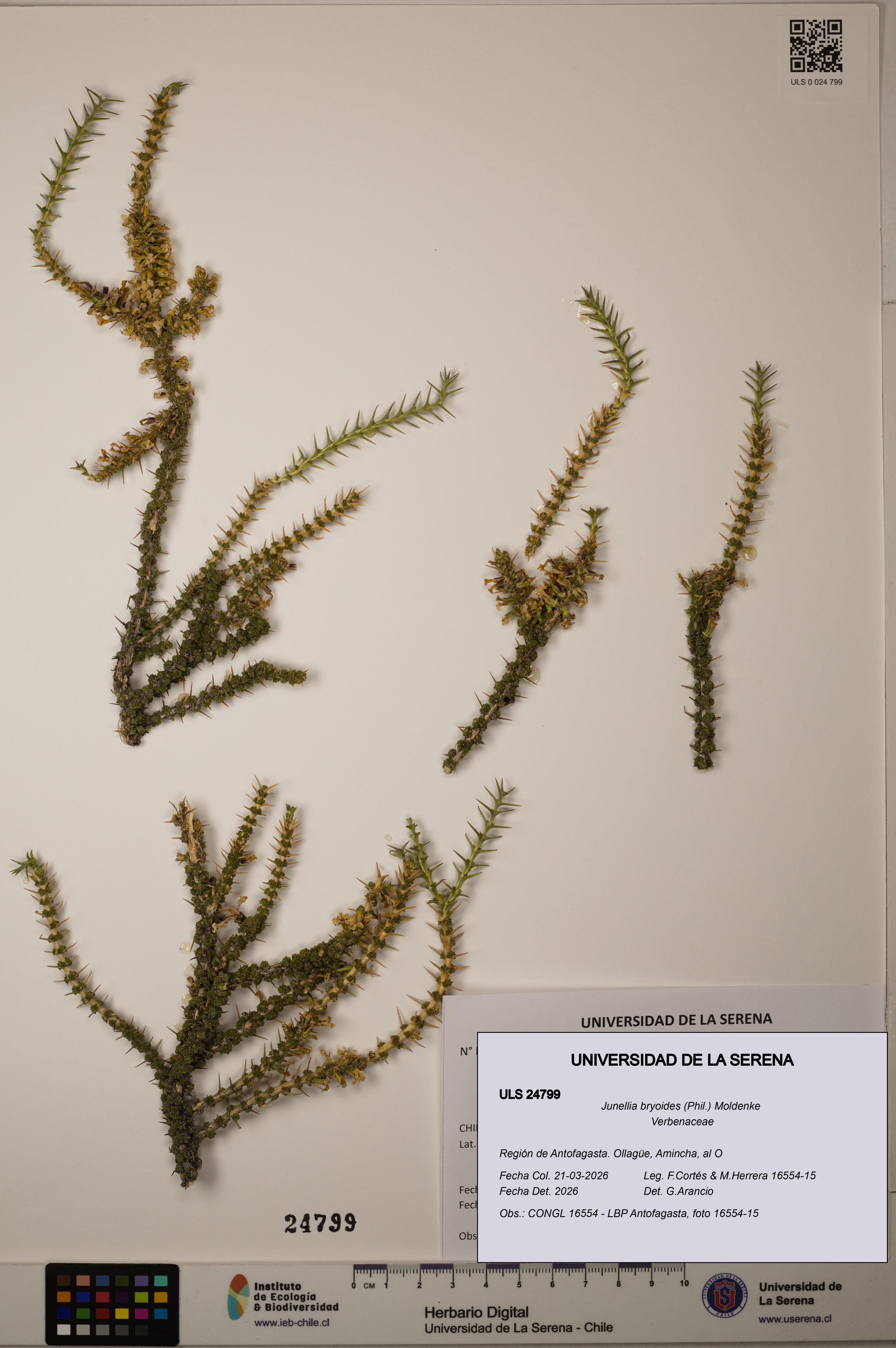 Junellia bryoides [Espécimen: ]
