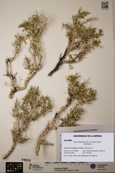 Aloysia deserticola [Espécimen: ]