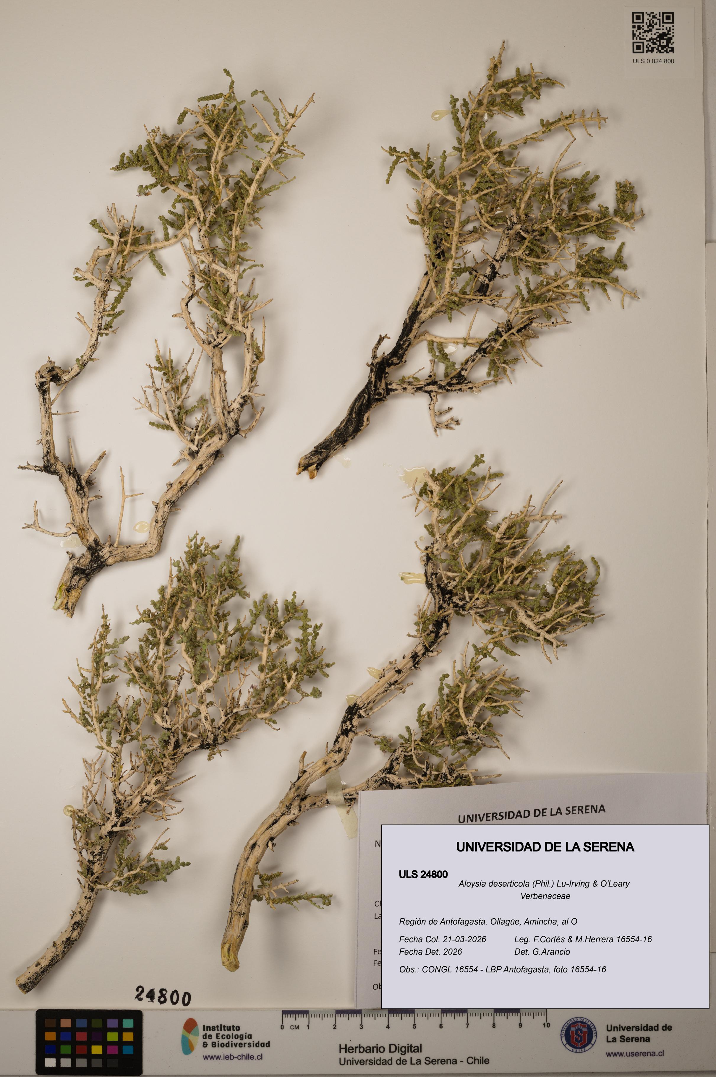 Aloysia deserticola [Espécimen: ]