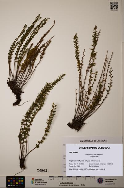 Cheilanthes pruinata [Espécimen: ]
