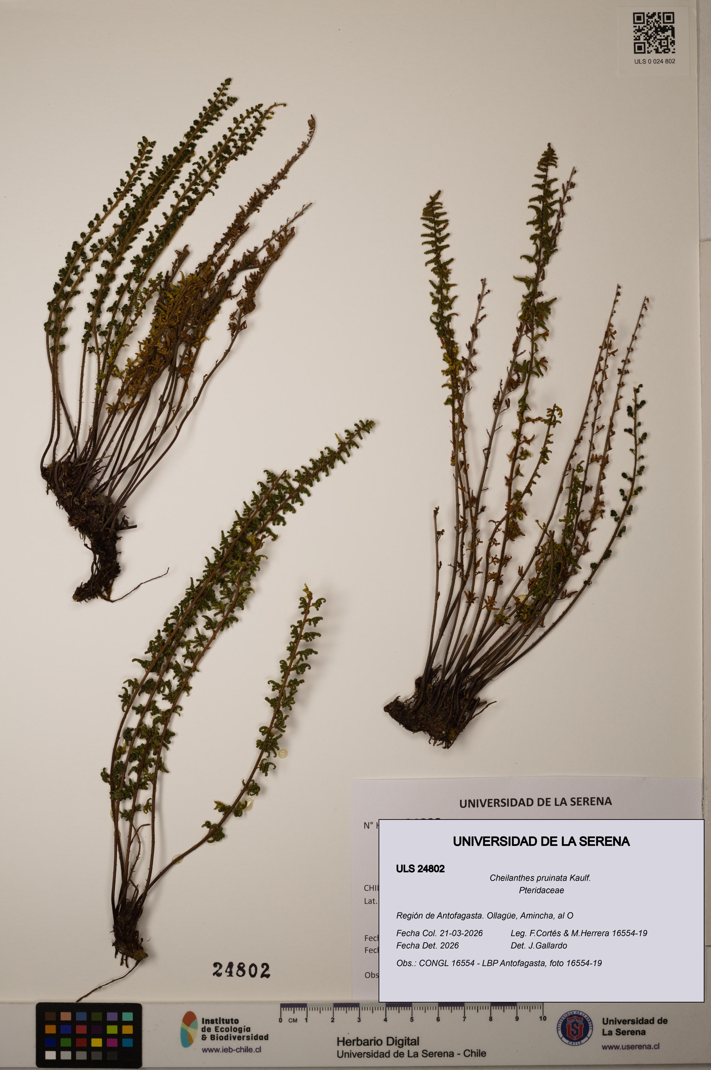 Cheilanthes pruinata [Espécimen: ]