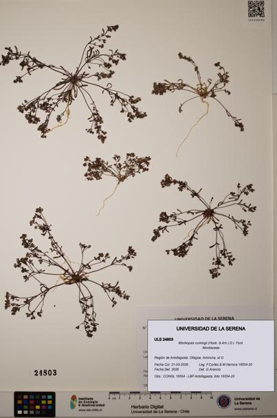 Montiopsis cumingii [Espécimen: ]