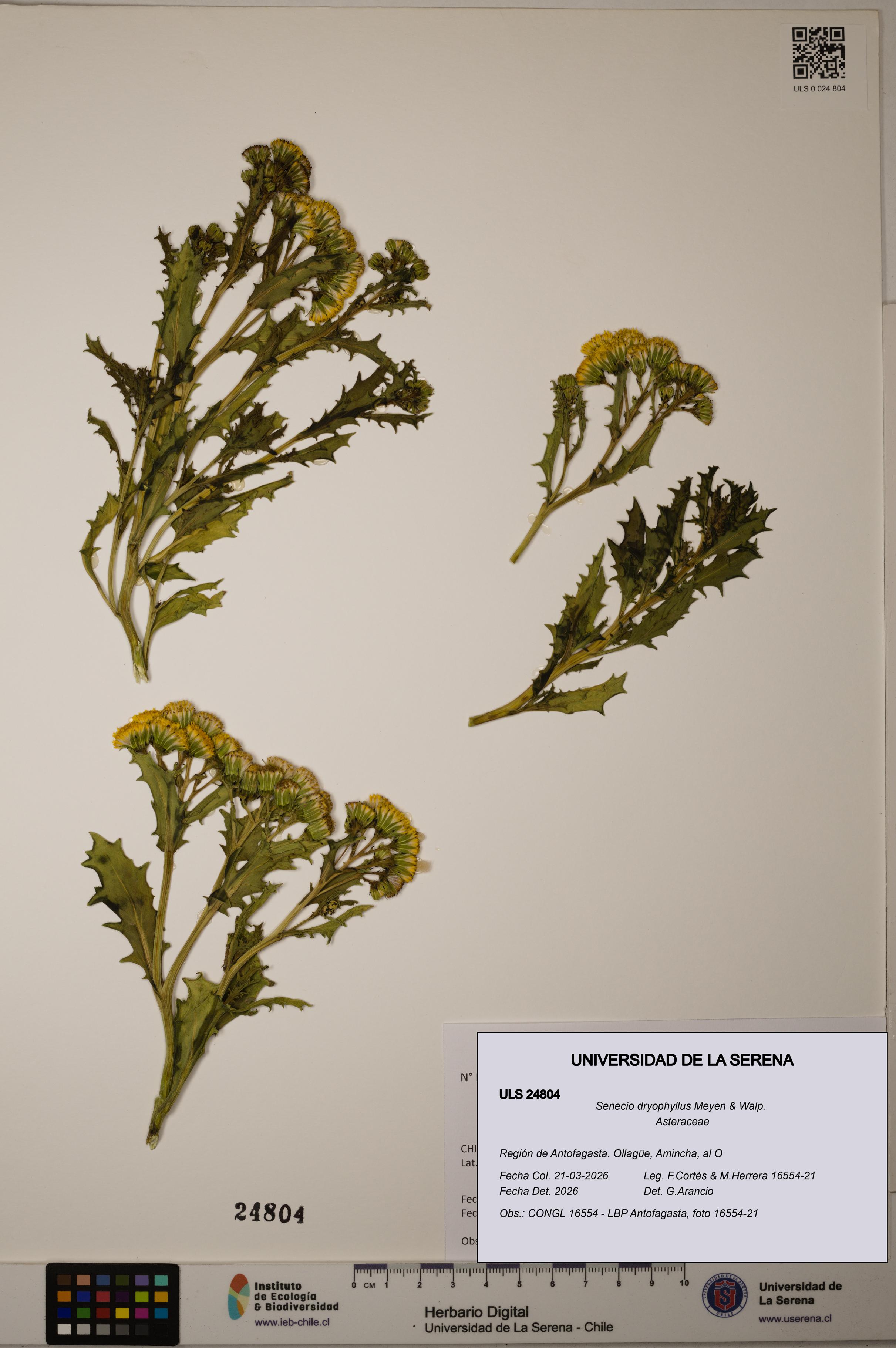 Senecio dryophyllus [Espécimen: ]