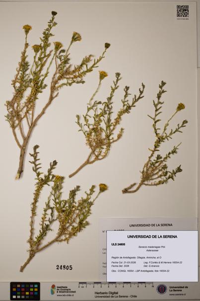 Senecio madariagae [Espécimen: ]
