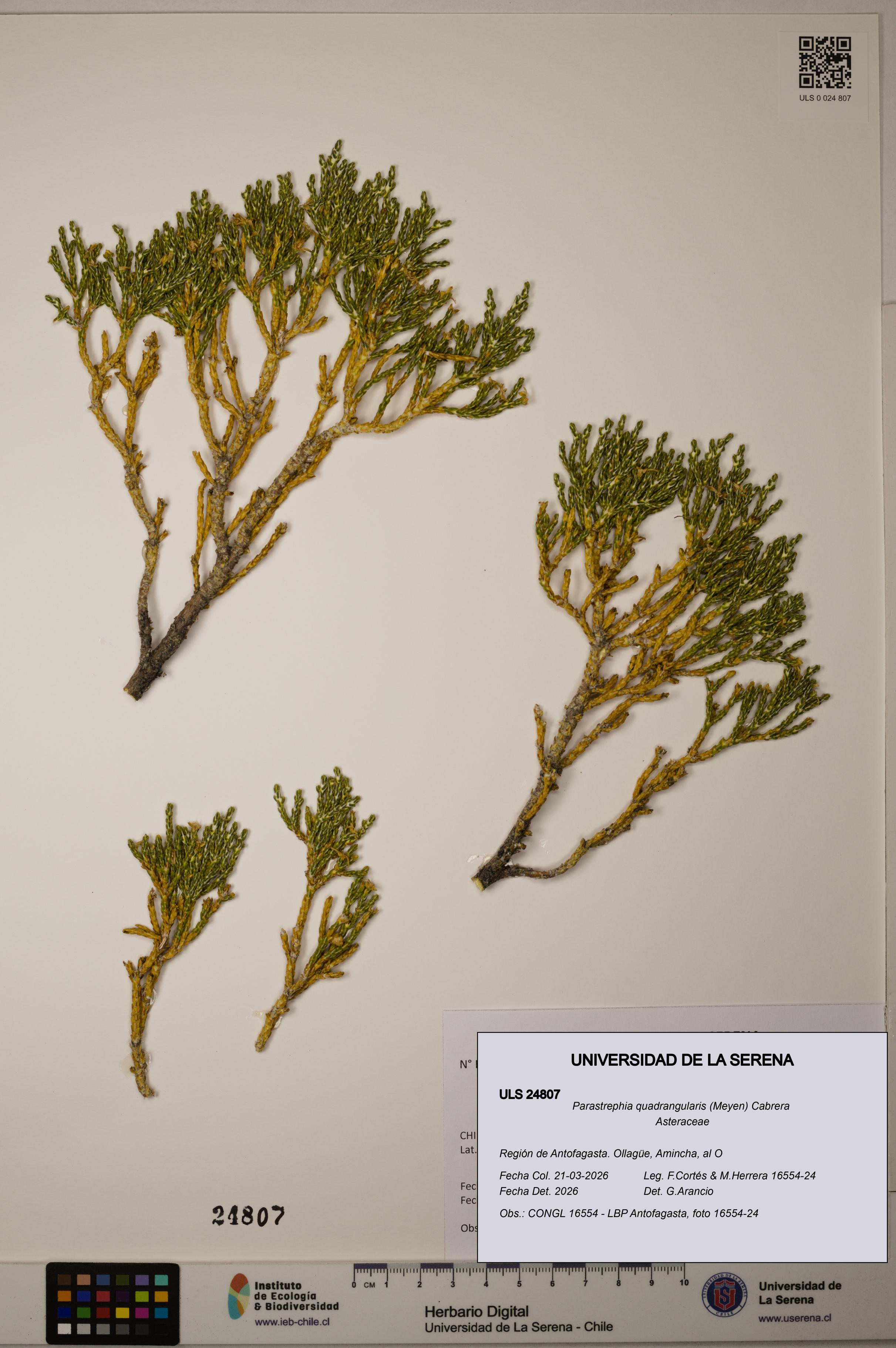 Parastrephia quadrangularis [Espécimen: ]