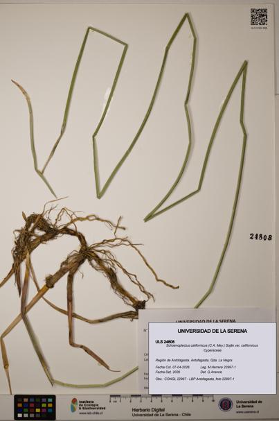 Schoenoplectus californicus [Espécimen: ]
