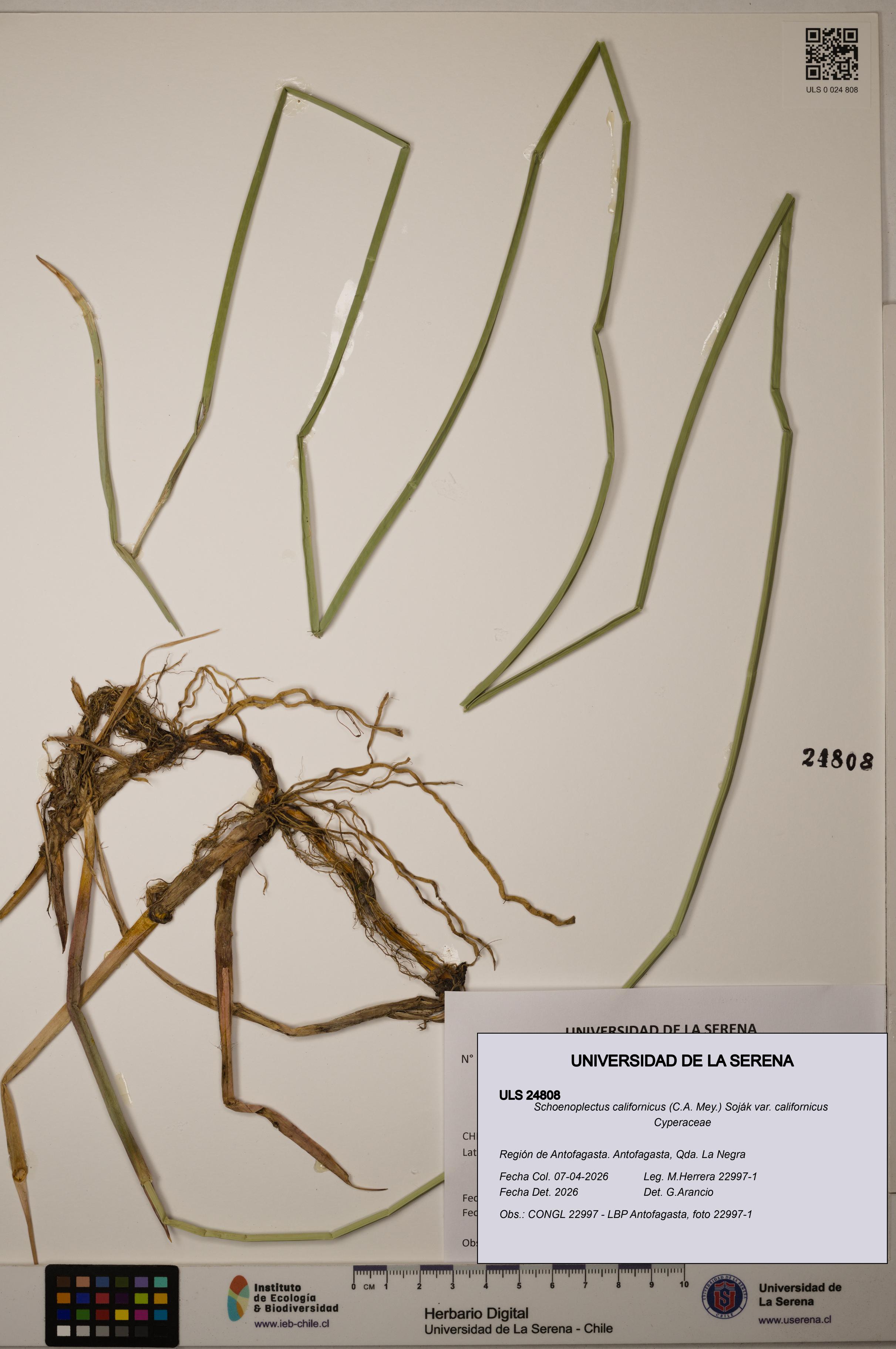 Schoenoplectus californicus [Espécimen: ]