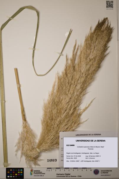 Cortaderia speciosa [Espécimen: ]