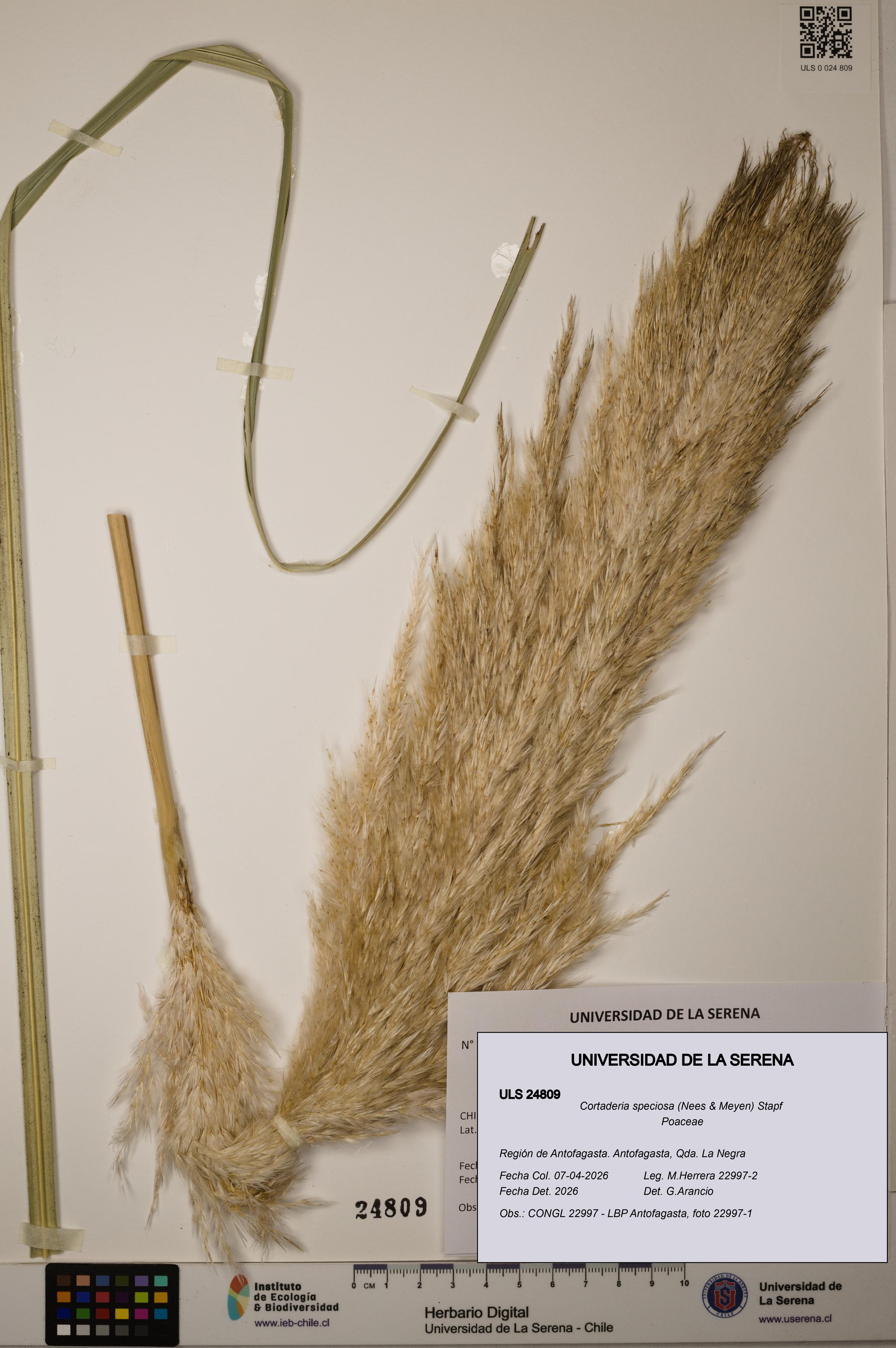 Cortaderia speciosa [Espécimen: ]