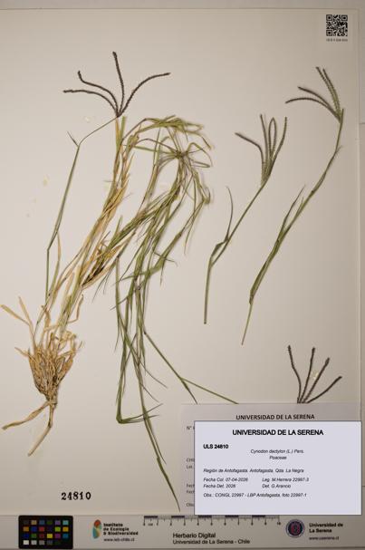Cynodon dactylon [Espécimen: ]